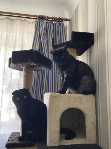 Hanna and her mother's cats sitting on a cat tree