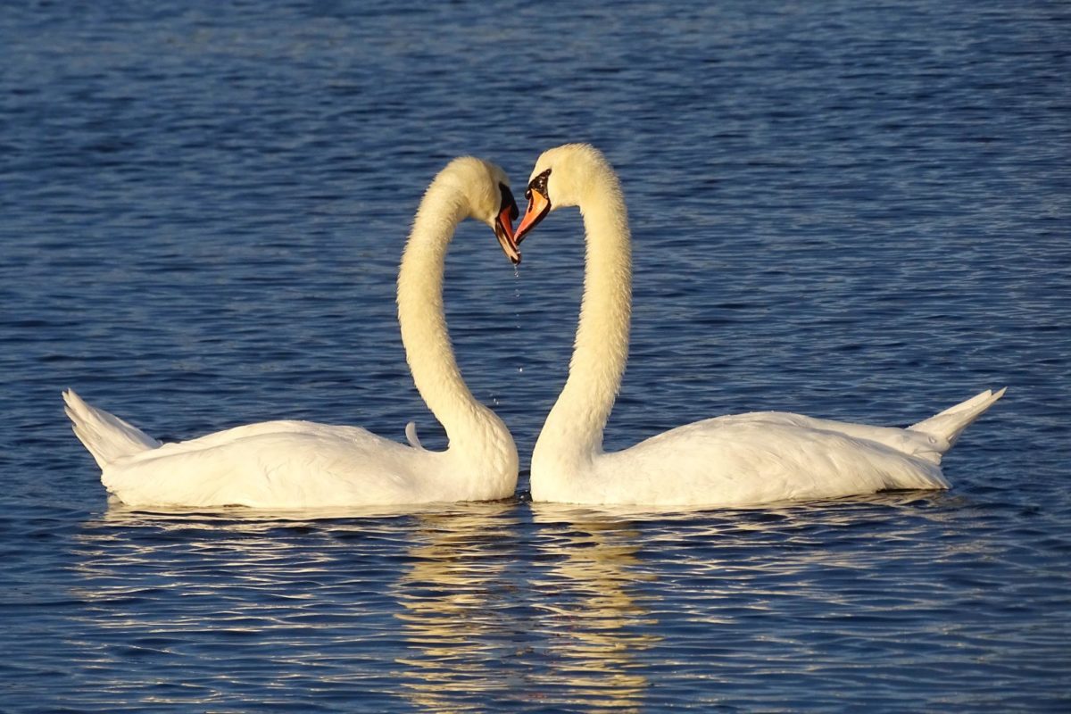 White+swan+on+water+during+daytime+photo+-+Free+Uk+Image+on+Unsplash