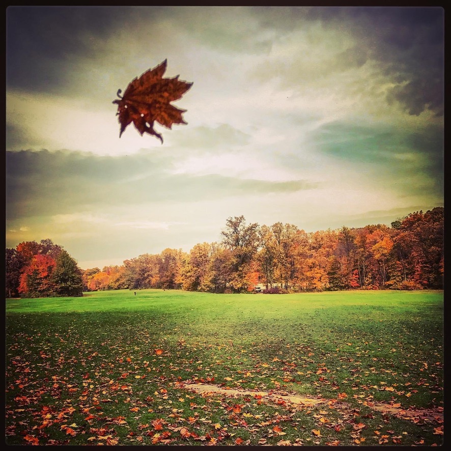 A leaf blown by the wind in an autumn setting
