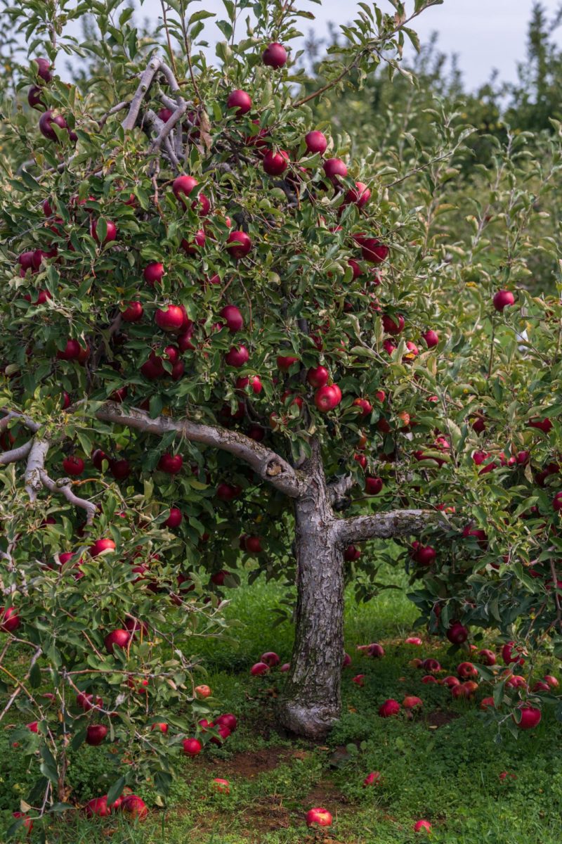 An+apple+tree+filled+with+lots+of+red+apples++photo+-+free+Michigan+Image+on+Unsplash