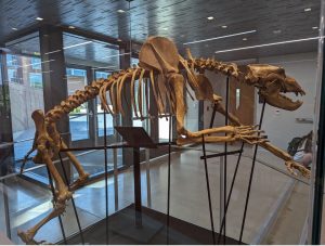 The Cave Bear displayed in Crouse Hall. Photo Courtesy of the UA Geosciences Twitter (X) account.